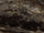 Bruin glans 60x120 cm